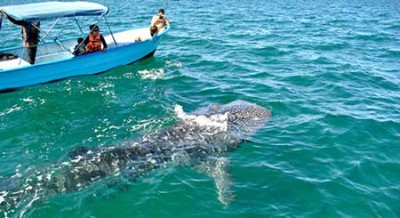 Tiburón ballena